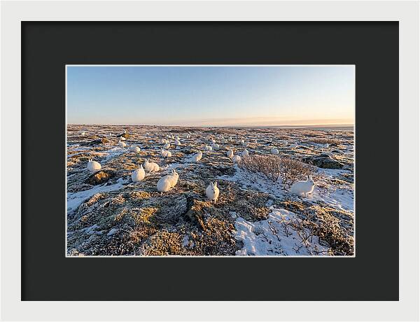 Arctic Hares In Tundra Serenity
