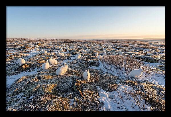 Arctic Hares In Tundra Serenity
