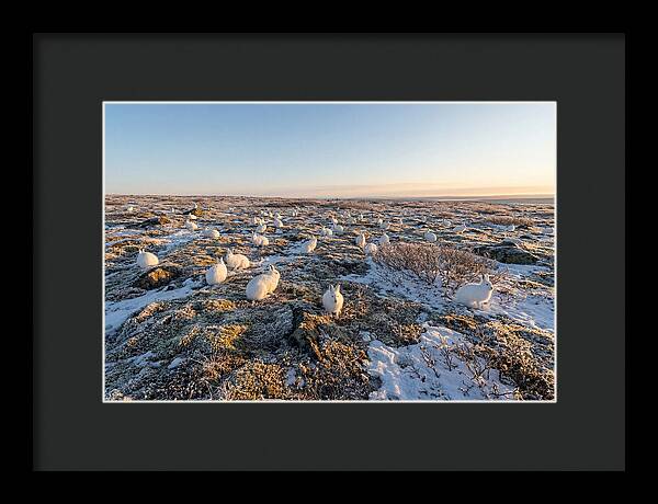 Arctic Hares In Tundra Serenity