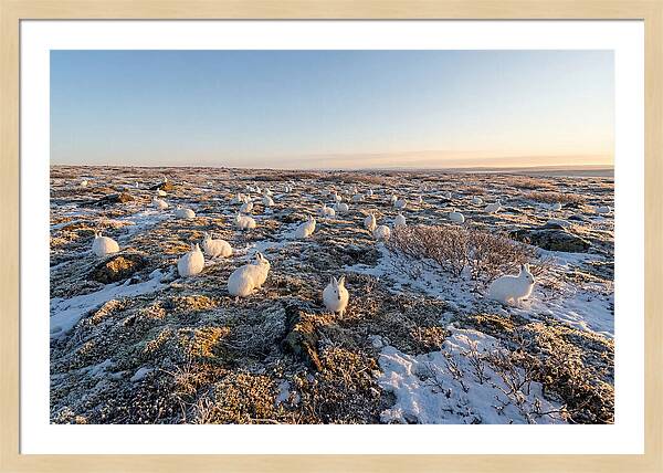 Arctic Hares In Tundra Serenity