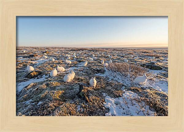 Arctic Hares In Tundra Serenity