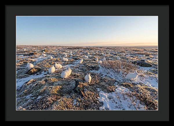 Arctic Hares In Tundra Serenity