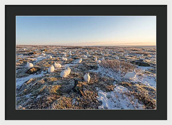 Arctic Hares In Tundra Serenity