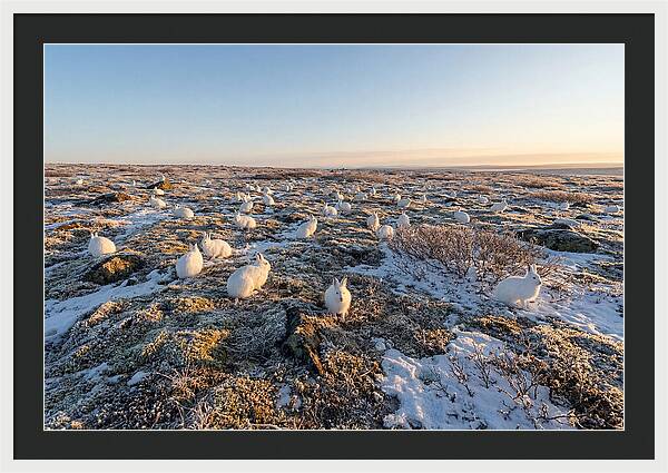 Arctic Hares In Tundra Serenity