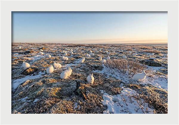 Arctic Hares In Tundra Serenity