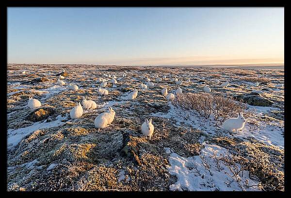 Arctic Hares In Tundra Serenity