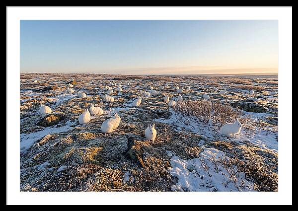 Arctic Hares In Tundra Serenity
