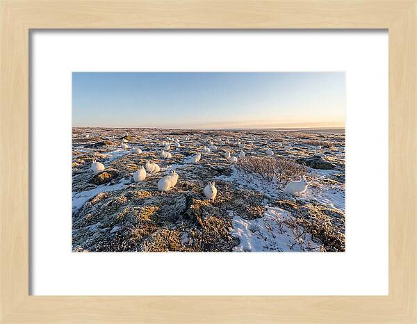 Arctic Hares In Tundra Serenity