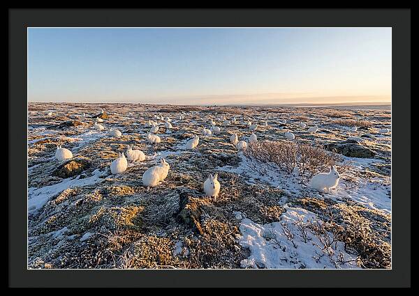 Arctic Hares In Tundra Serenity