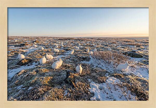 Arctic Hares In Tundra Serenity