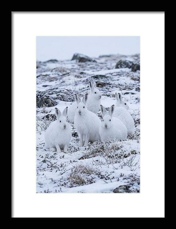 Arctic Hares In Winter Wonderland