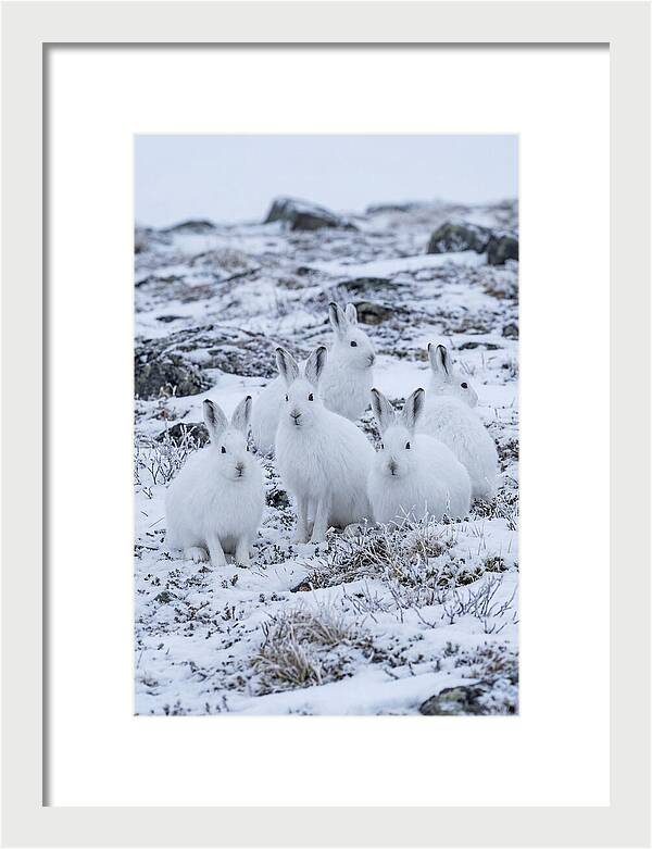 Arctic Hares In Winter Wonderland