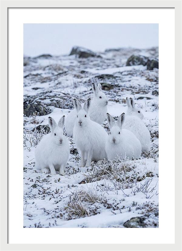 Arctic Hares In Winter Wonderland