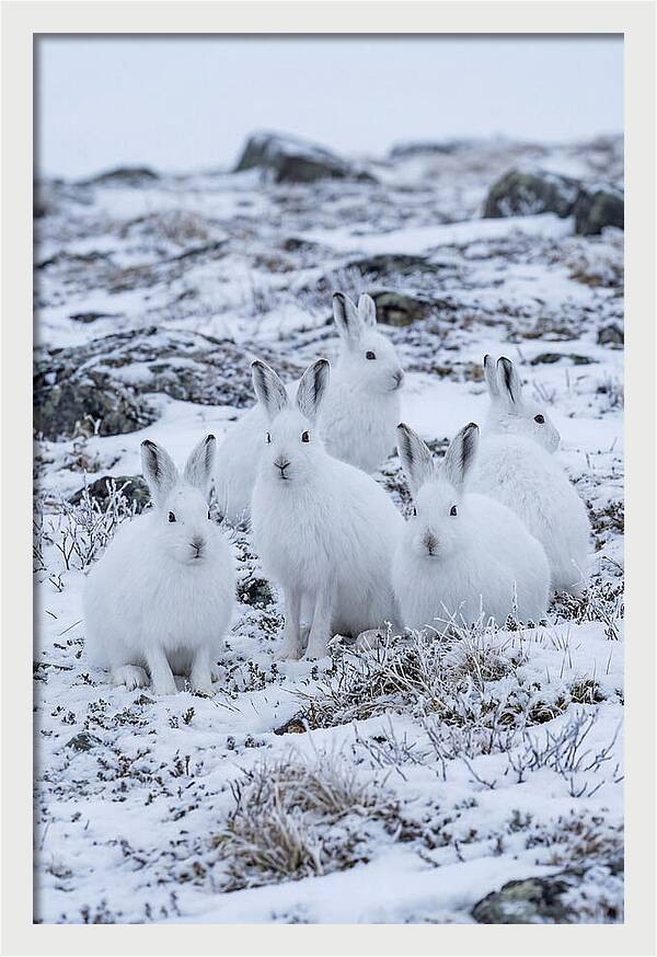 Arctic Hares In Winter Wonderland