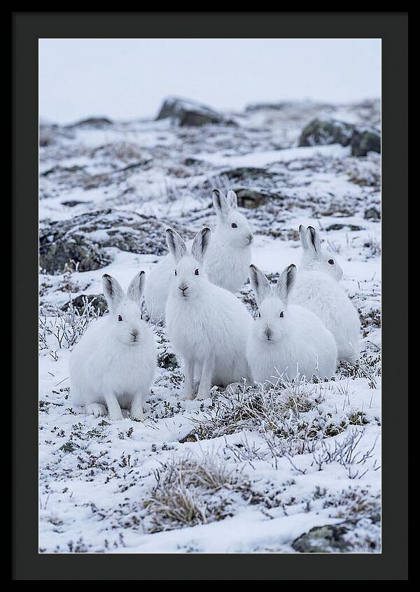 Arctic Hares In Winter Wonderland