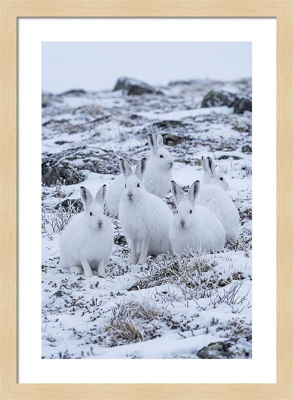 Arctic Hares In Winter Wonderland