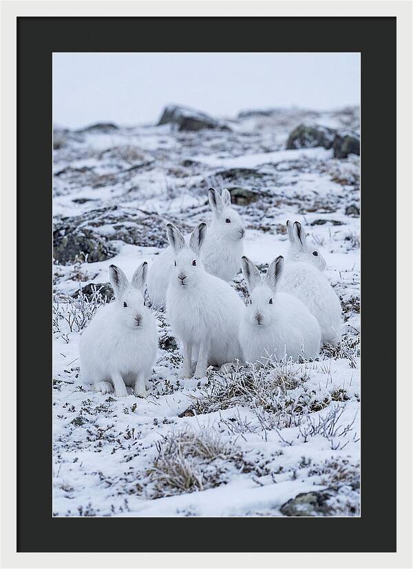 Arctic Hares In Winter Wonderland
