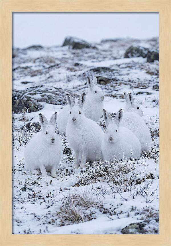 Arctic Hares In Winter Wonderland