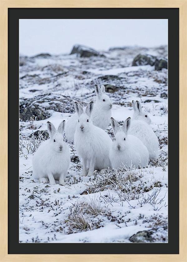 Arctic Hares In Winter Wonderland