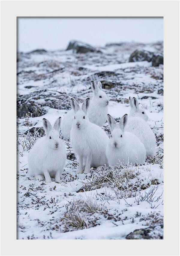 Arctic Hares In Winter Wonderland