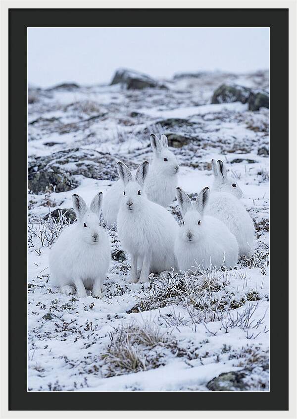 Arctic Hares In Winter Wonderland