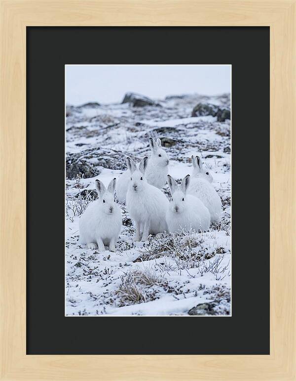 Arctic Hares In Winter Wonderland
