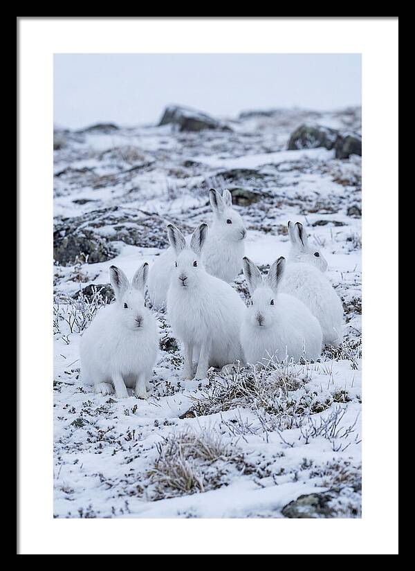 Arctic Hares In Winter Wonderland