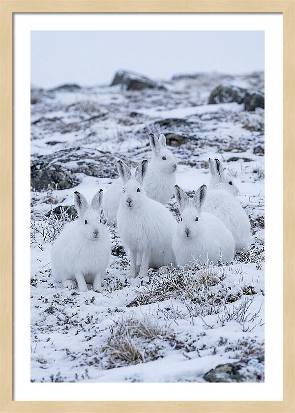 Arctic Hares In Winter Wonderland