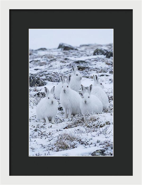 Arctic Hares In Winter Wonderland