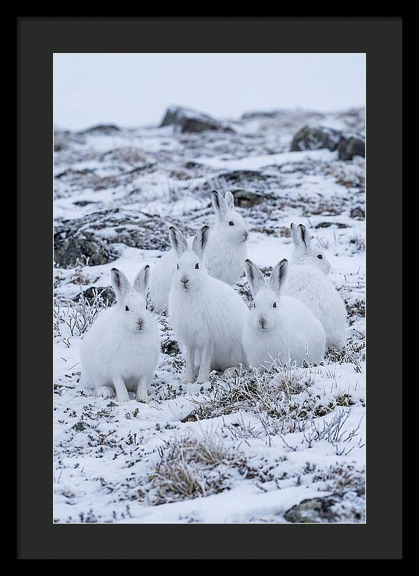 Arctic Hares In Winter Wonderland