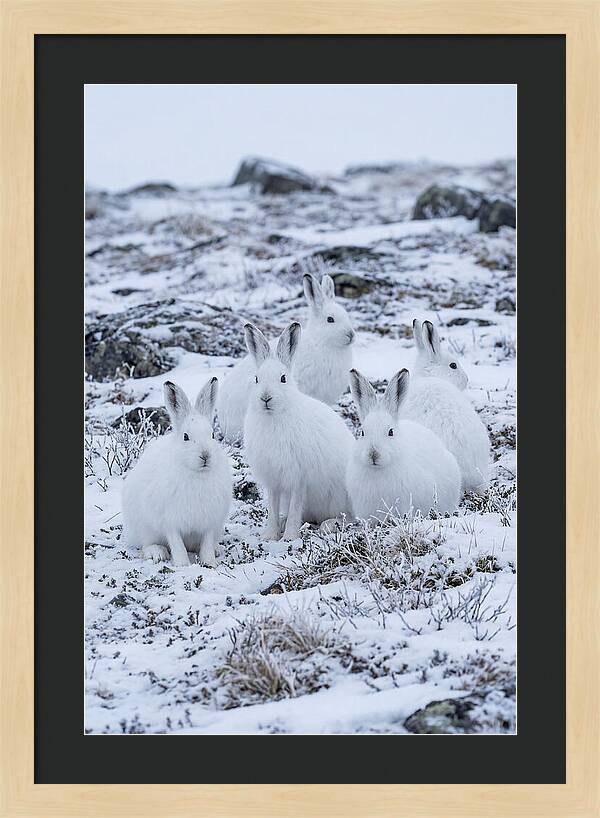 Arctic Hares In Winter Wonderland