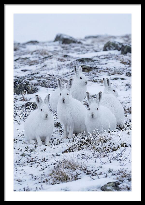 Arctic Hares In Winter Wonderland