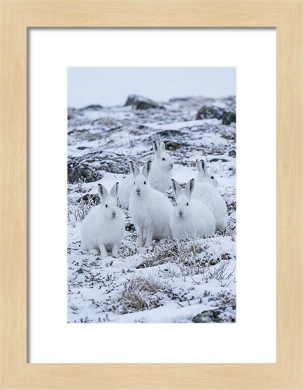 Arctic Hares In Winter Wonderland