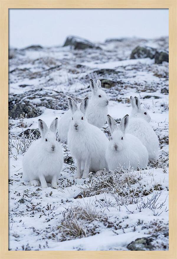 Arctic Hares In Winter Wonderland