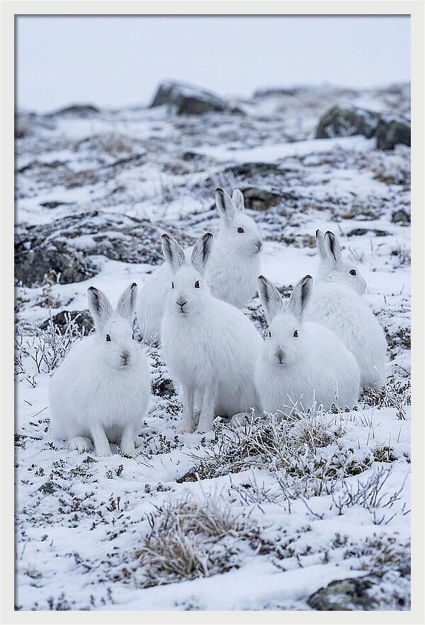 Arctic Hares In Winter Wonderland