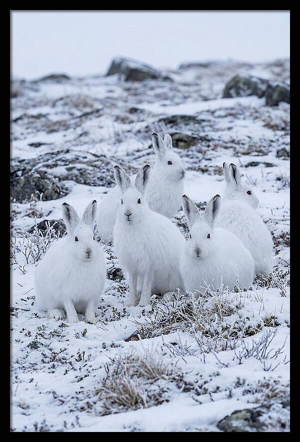 Arctic Hares In Winter Wonderland