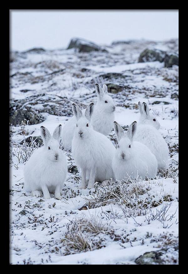 Arctic Hares In Winter Wonderland