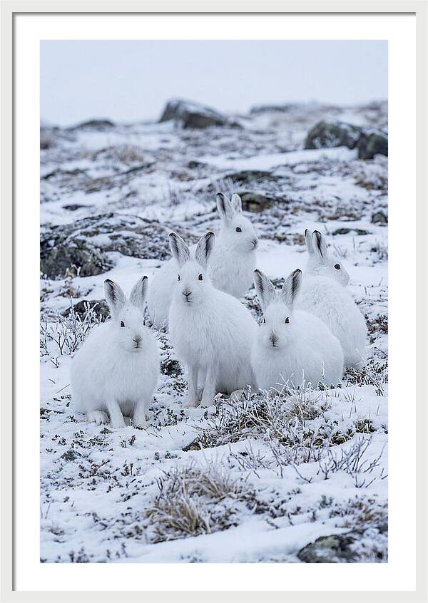 Arctic Hares In Winter Wonderland