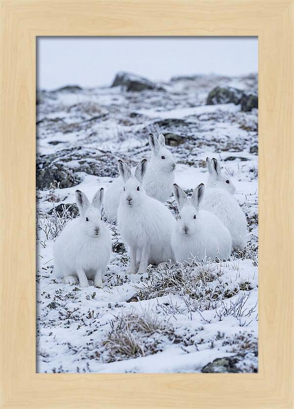 Arctic Hares In Winter Wonderland