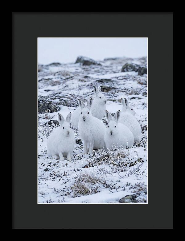 Arctic Hares In Winter Wonderland