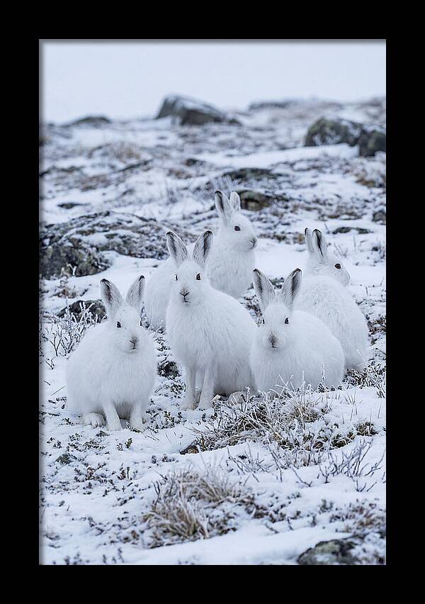 Arctic Hares In Winter Wonderland
