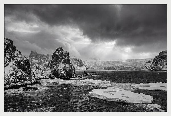 Arctic Majesty In Monochrome