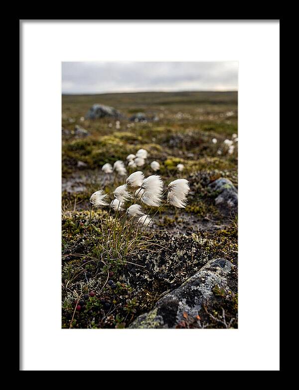 Arctic Serenity With Cotton Grass