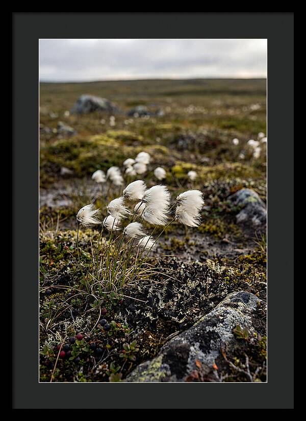Arctic Serenity With Cotton Grass