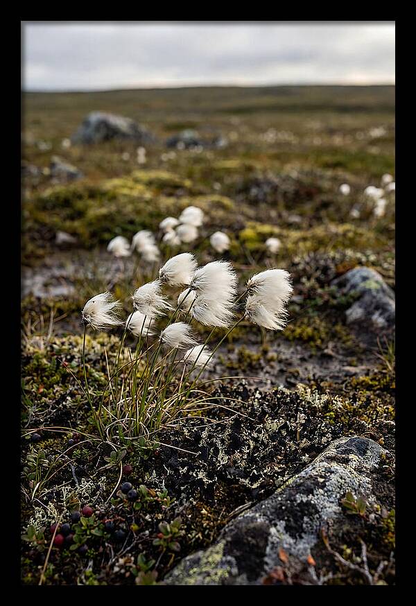 Arctic Serenity With Cotton Grass