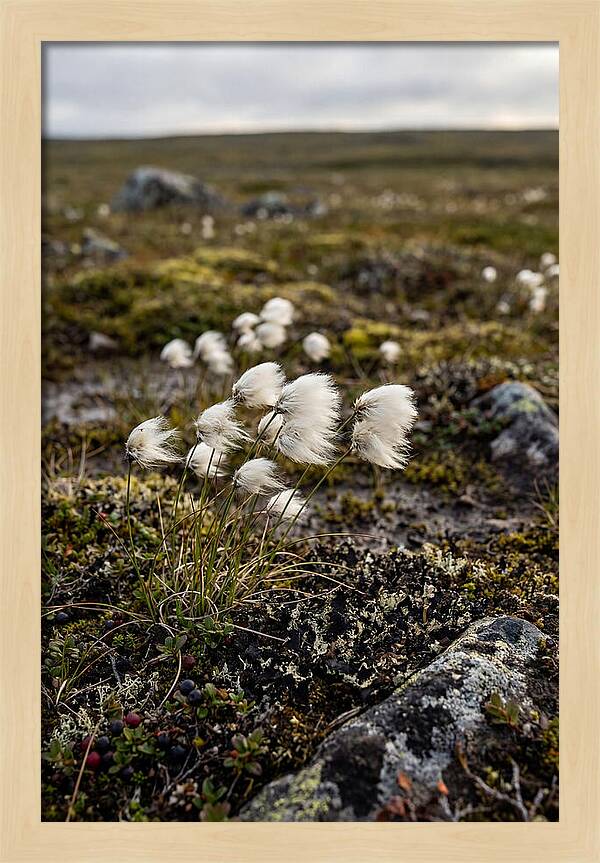 Arctic Serenity With Cotton Grass