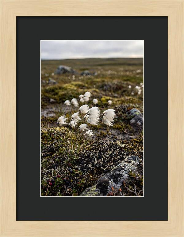 Arctic Serenity With Cotton Grass