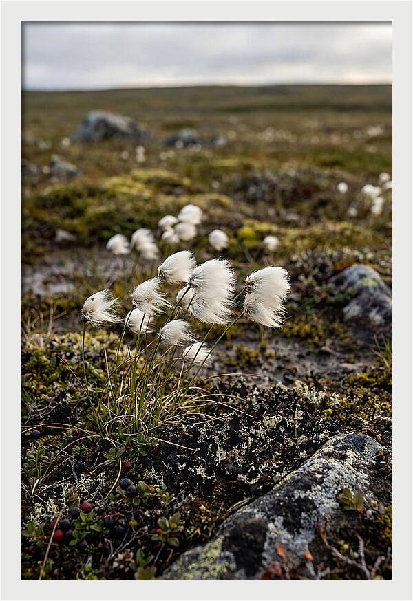 Arctic Serenity With Cotton Grass