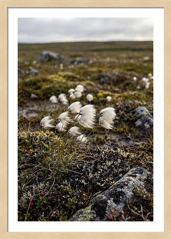 Arctic Serenity With Cotton Grass