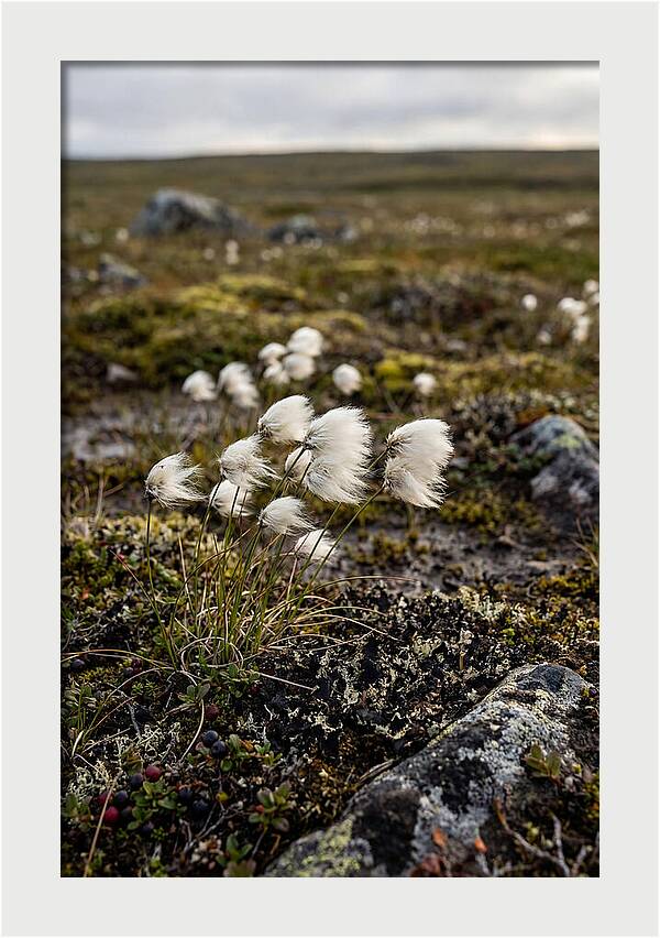 Arctic Serenity With Cotton Grass